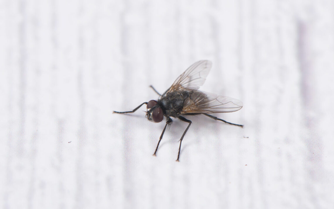 Insektenflecken und fliegenkot auf Tapete entfernen