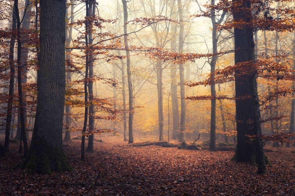 Herbstwald in goldenem Nebel