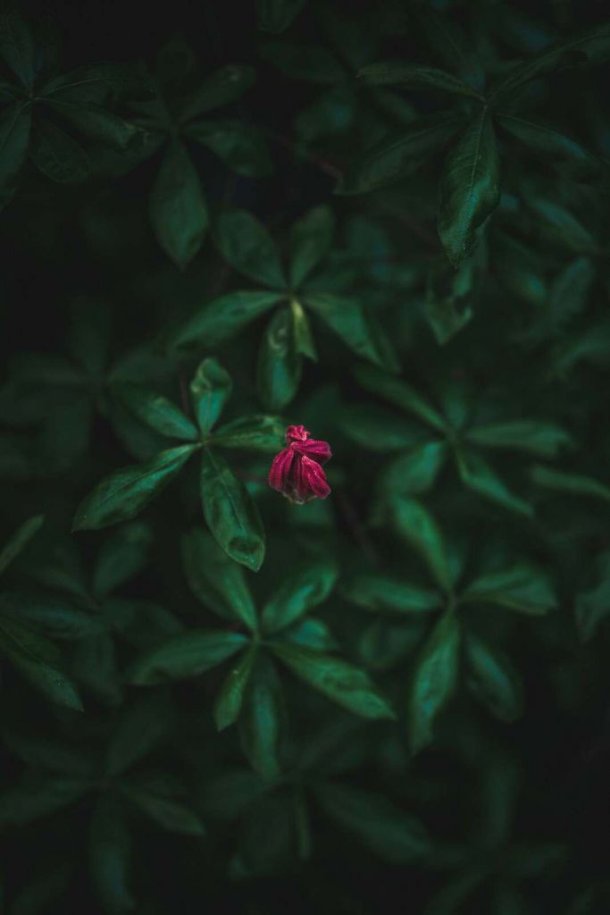 Verborgen Blume zwischen Blättern