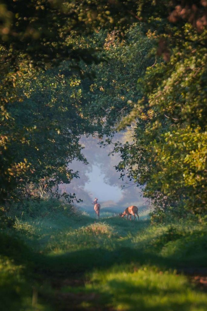 Bosdieren im Morgenlicht
