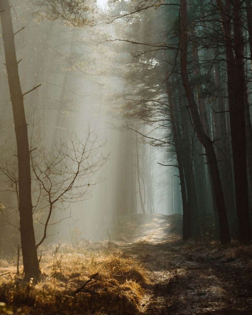 Lichtstrahlen durch den Wald