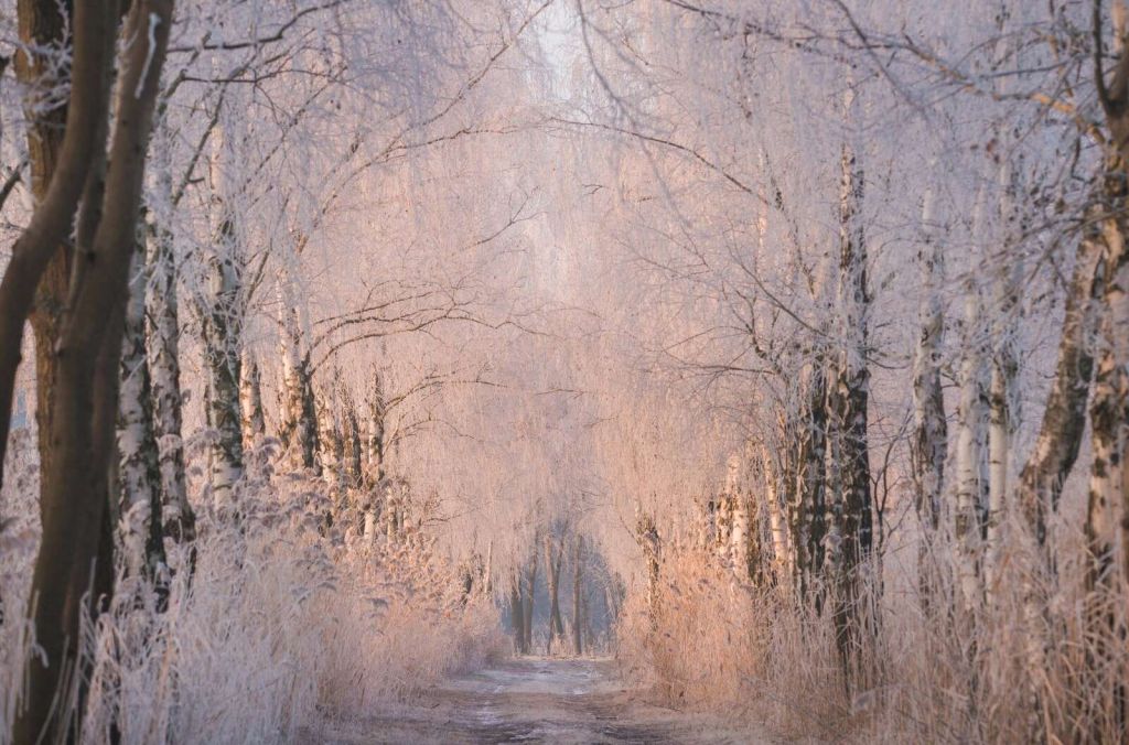 Bäume Reihe im Winternebel