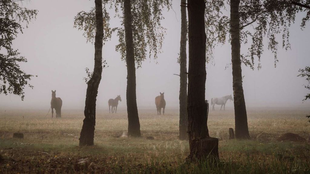 Pferde im Morgennebel