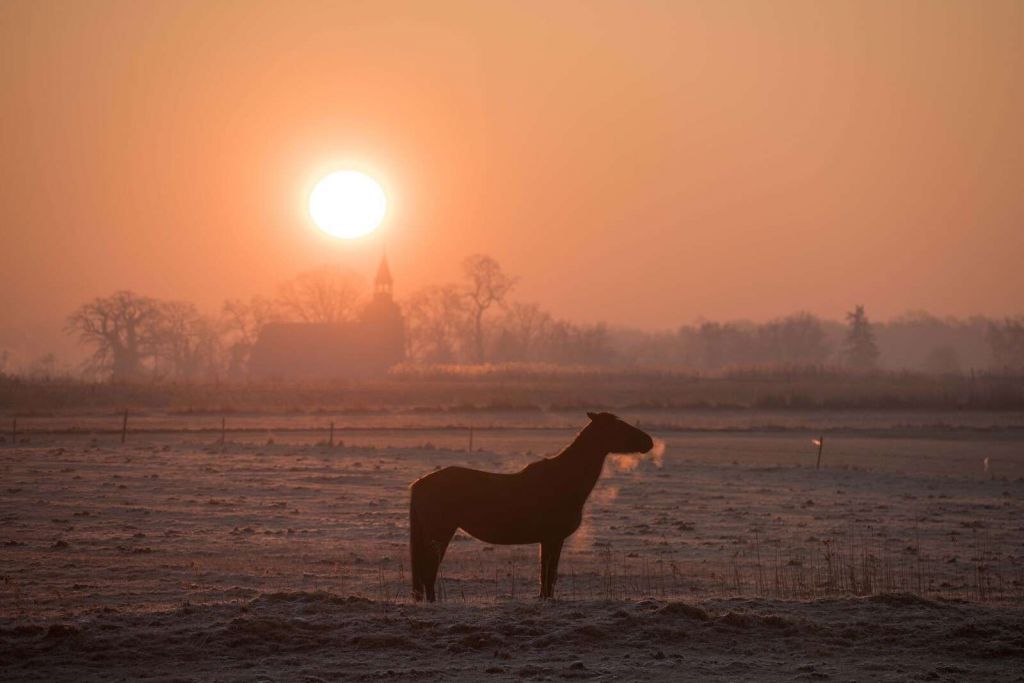 Pferd im Morgenlicht