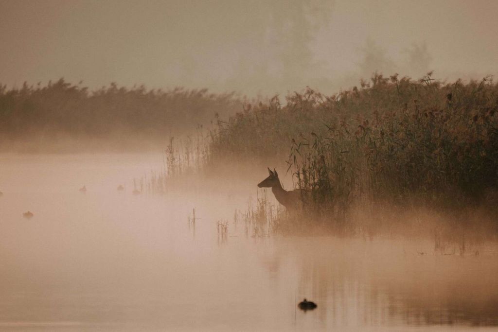 Ree im Morgennebel