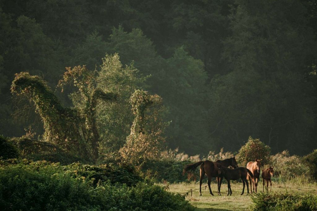 Pferde im Verzauberten Wald