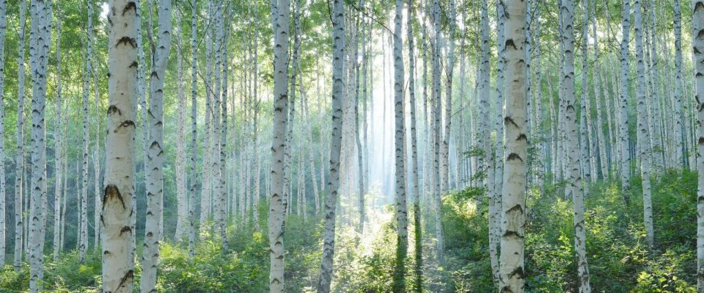 Berkenwald im Morgenlicht