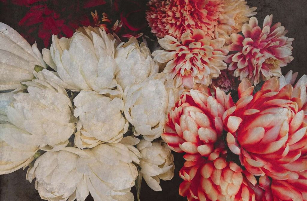 Chrysanthemen in Creme und Karmesinrot