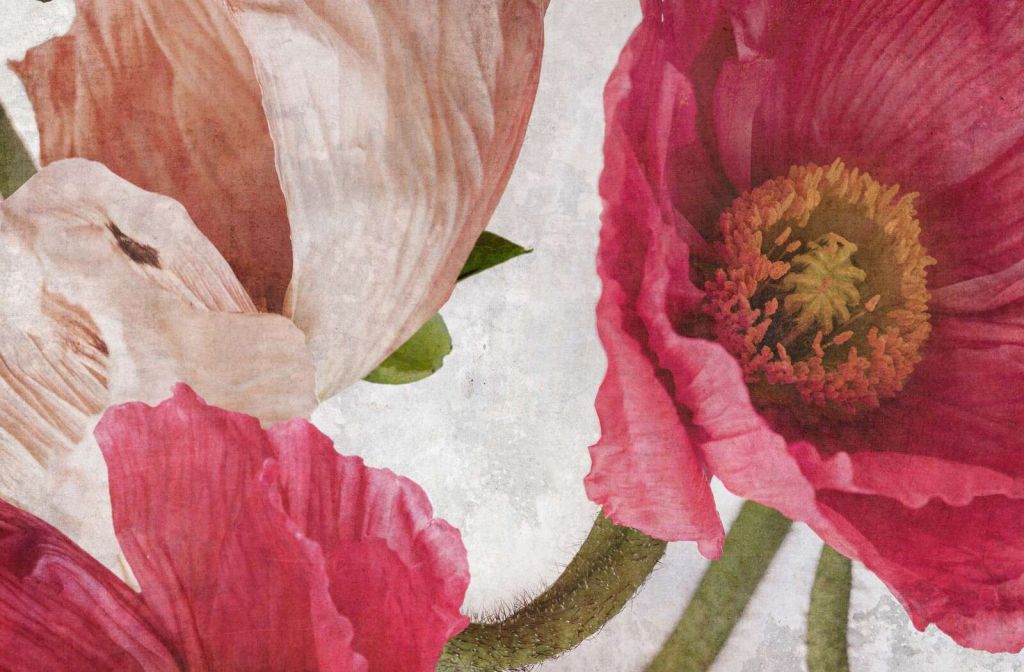 Klatschmohn in Rosa und Puderbeige