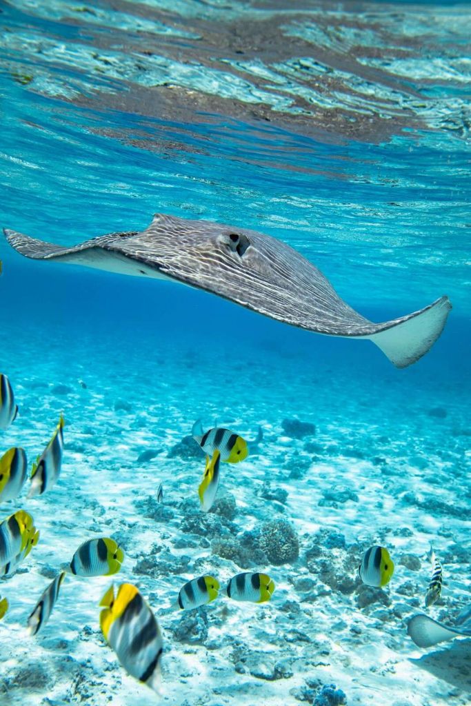 Pfeilrochen zwischen Korallenfischen
