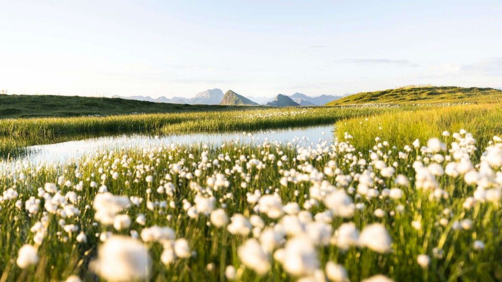 Sommerlicht über blühender Moorlandschaft