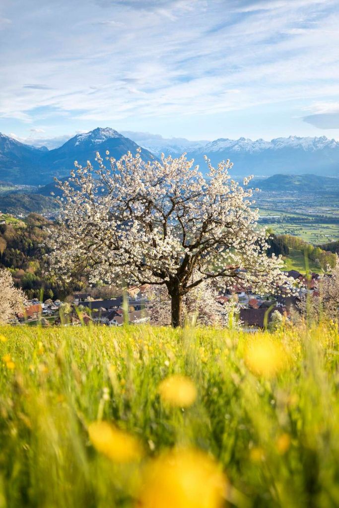 Blühender Kirschbaum auf Alpenwiese.
