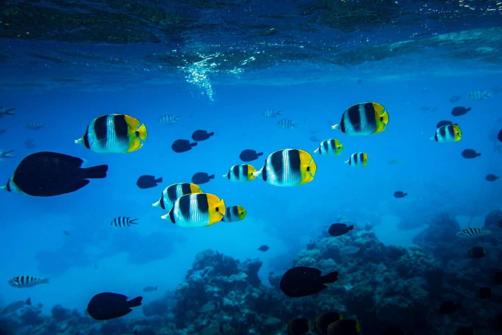 Tropische Rifffische in klarem blauem Wasser.