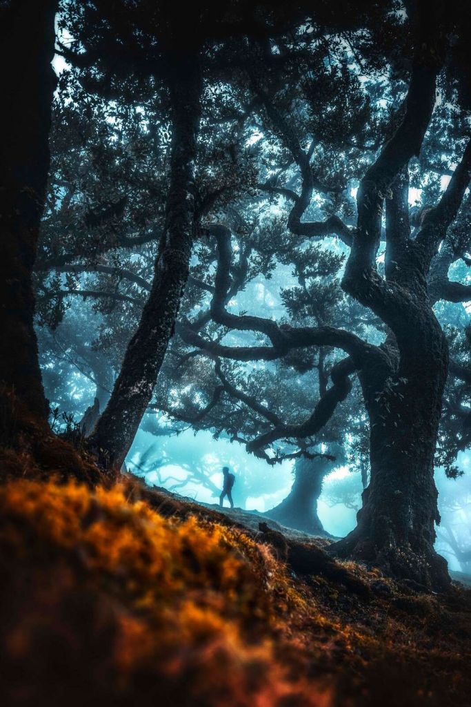 Mystisches Silhouette im Nebelwald.