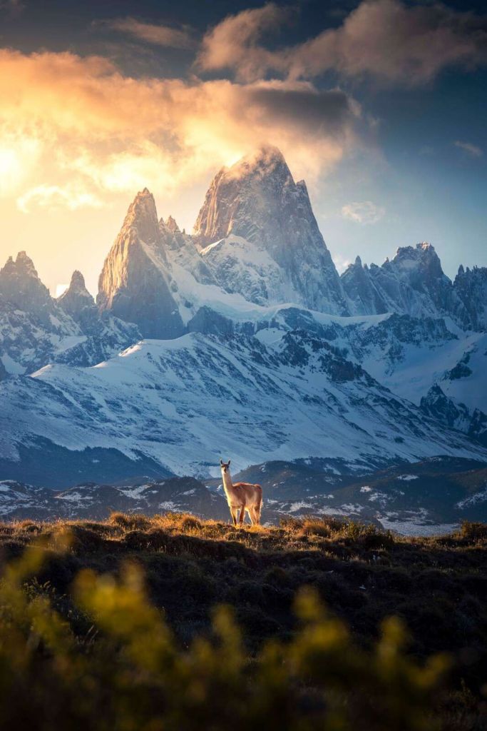 Guanaco vor verschneiten patagonischen Berggipfeln.