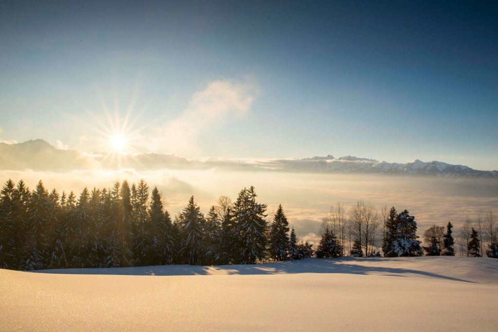 Sonnenaufgang über verschneitem Kiefernwald