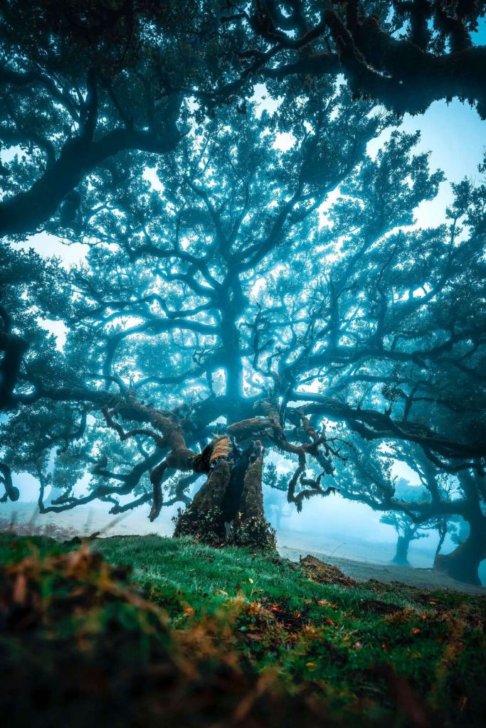Alter Eichenbaum im Nebelwald