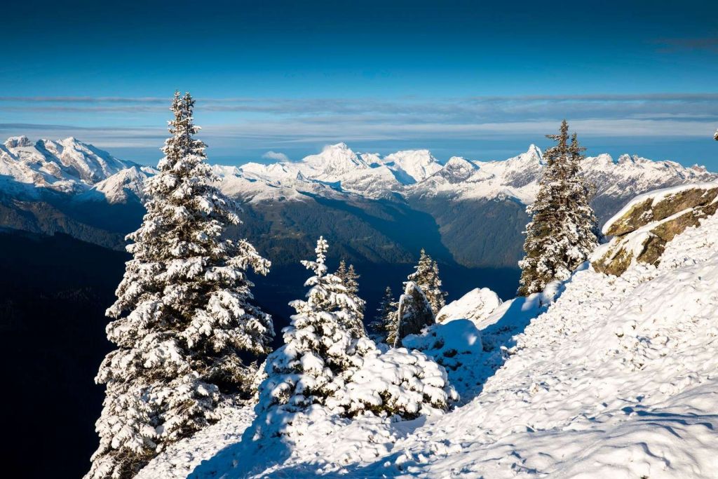 Verschneite Kiefern mit Bergblick