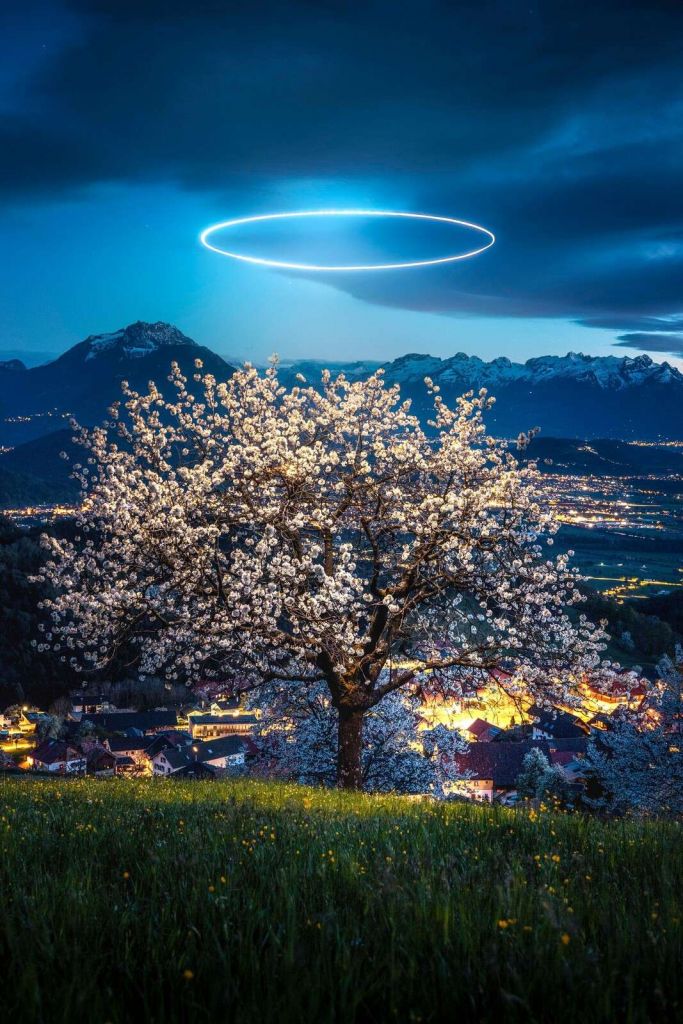 Blühender Baum im nächtlichen Licht.
