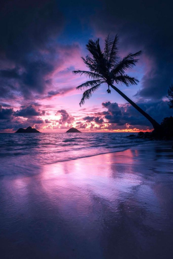 Palmstrand bei lila Sonnenuntergang.
