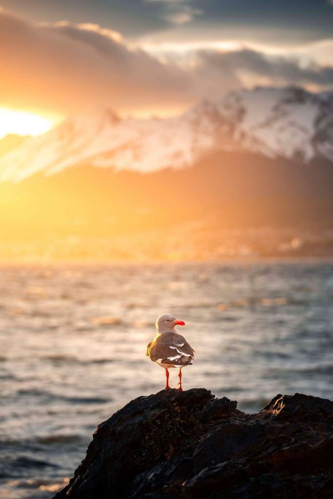 Möwe bei Sonnenuntergang am Fjord.