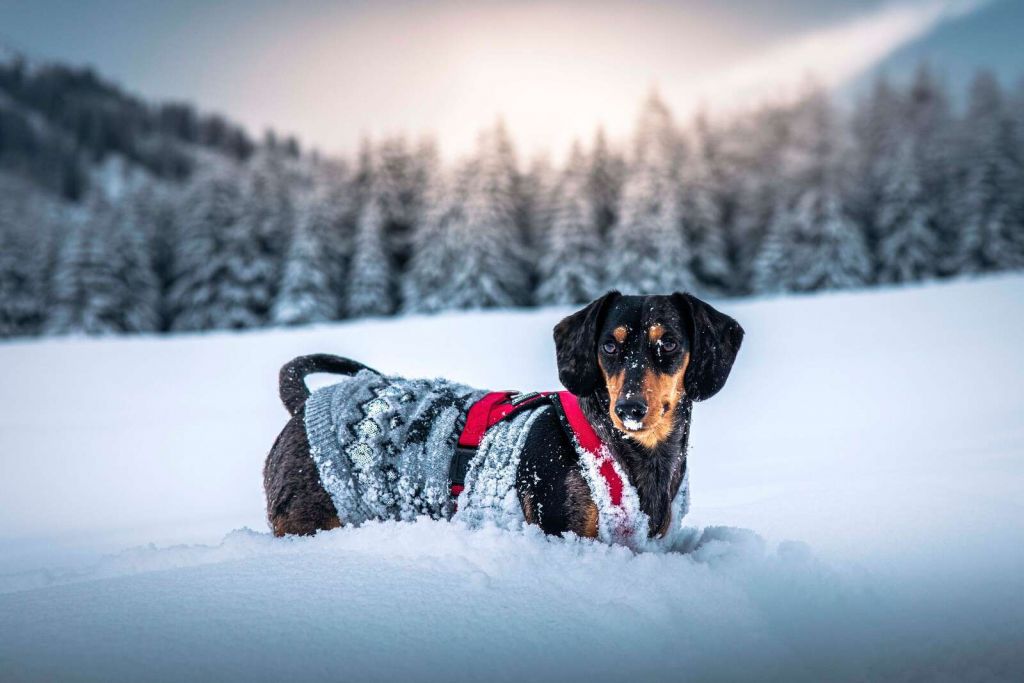 Dackel im verschneiten Winterwald