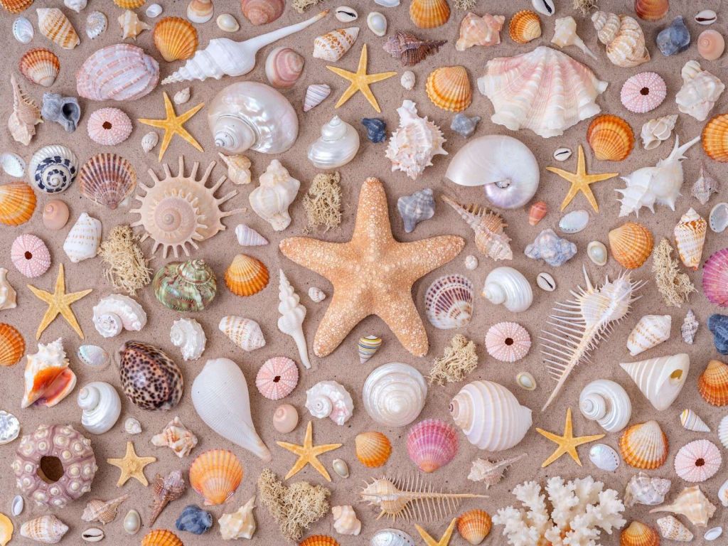 Vollbild der Sammlung von Muscheln.
