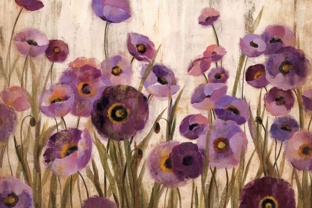 Lila Mohnblumen in voller Blüte