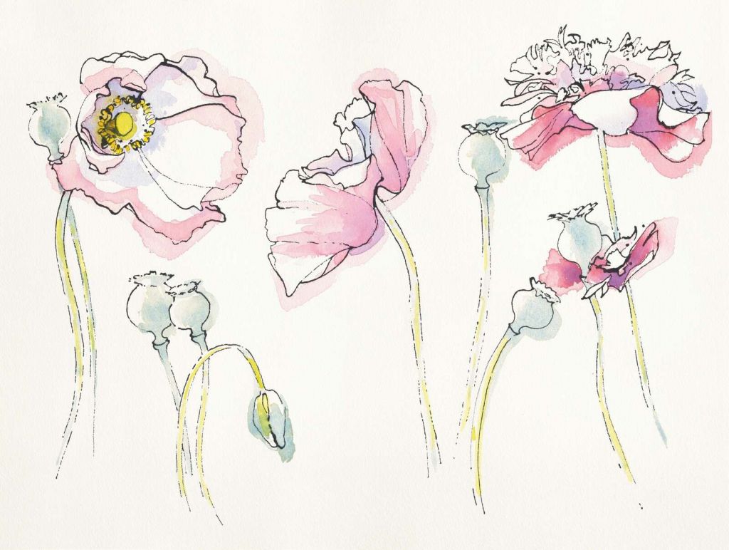 Sommerliche Mohnblumen im rosa Linienmuster