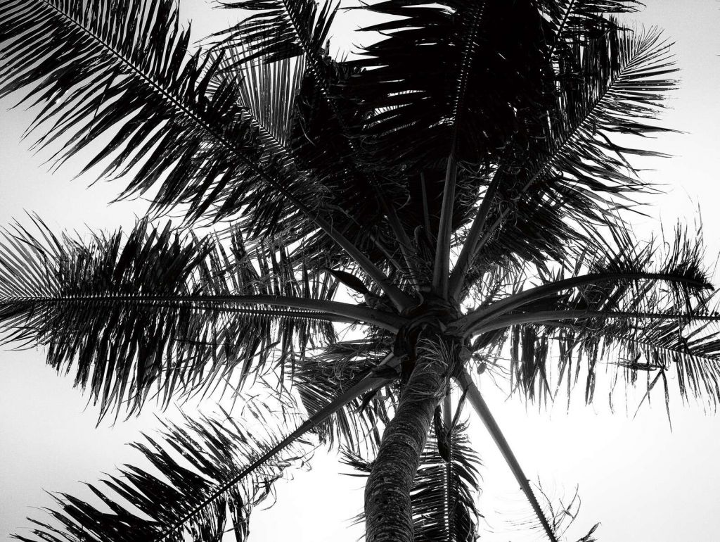 Tropische Palme in Schwarz-Weiß