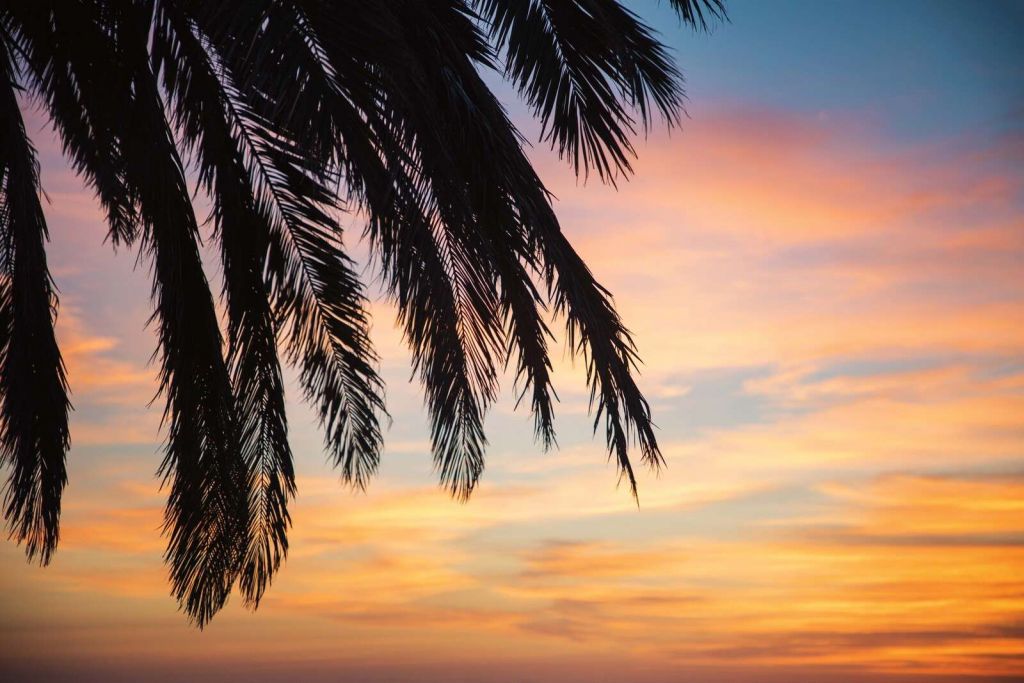 Palmzweige bei Sonnenuntergang Himmel