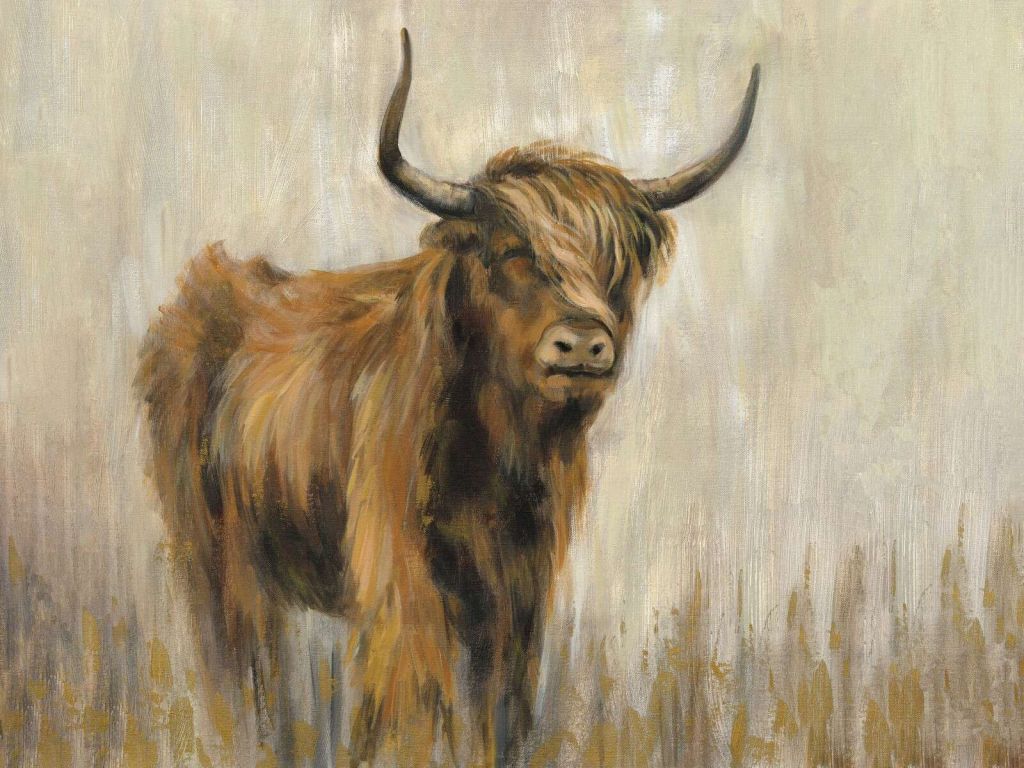 Highlander in nebliger Wiese