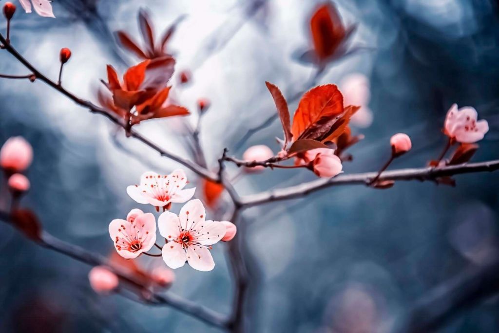 Kirschblüten mit rotbraunen Blättern