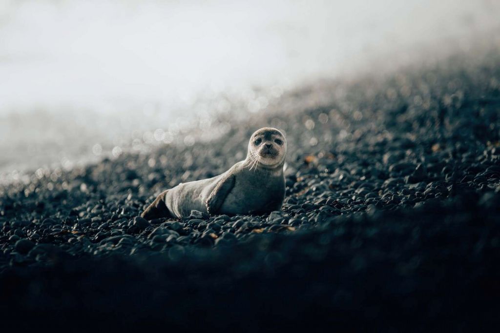 Junger Seehund am Kiesstrand