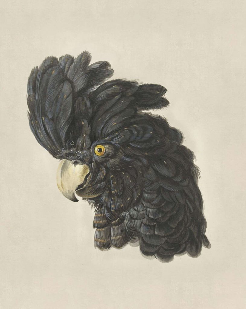 Black cockatoo portrait