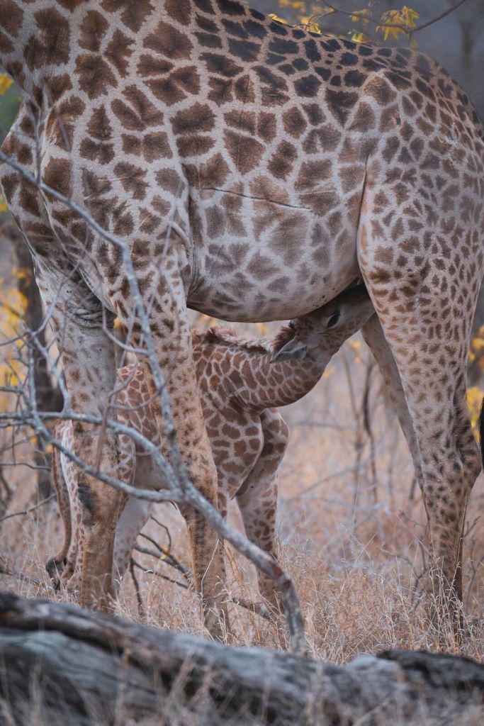 Detaillierte Giraffenfellstruktur