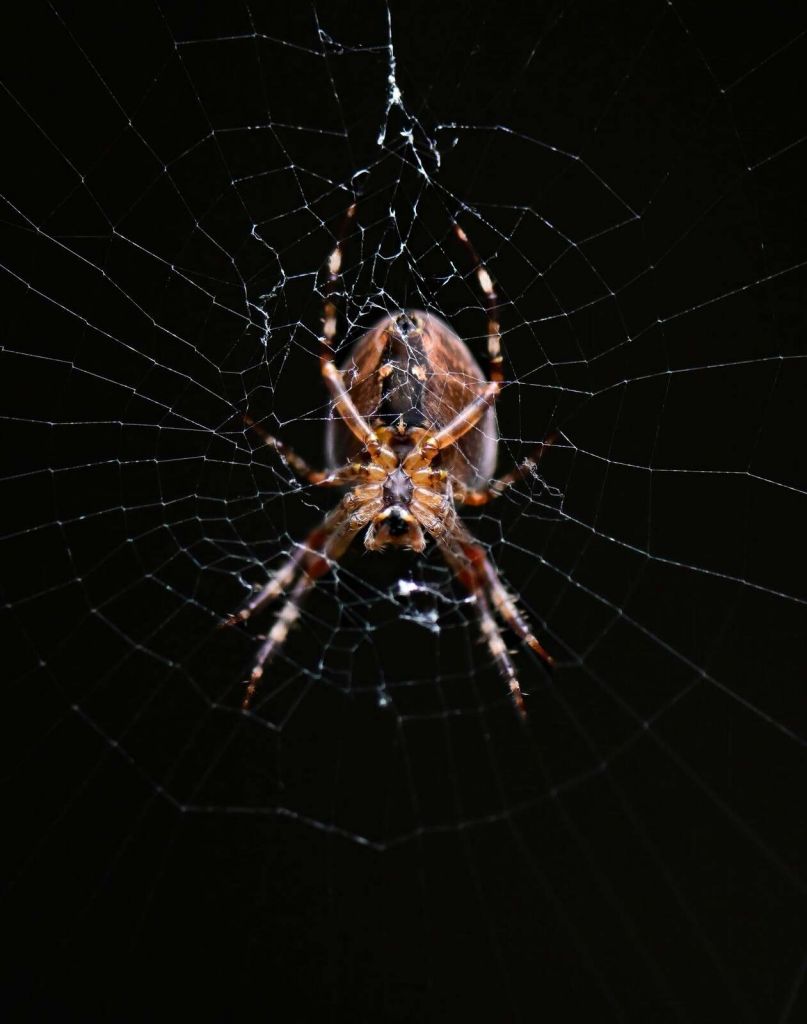 Detaillierte Spinne im Netz