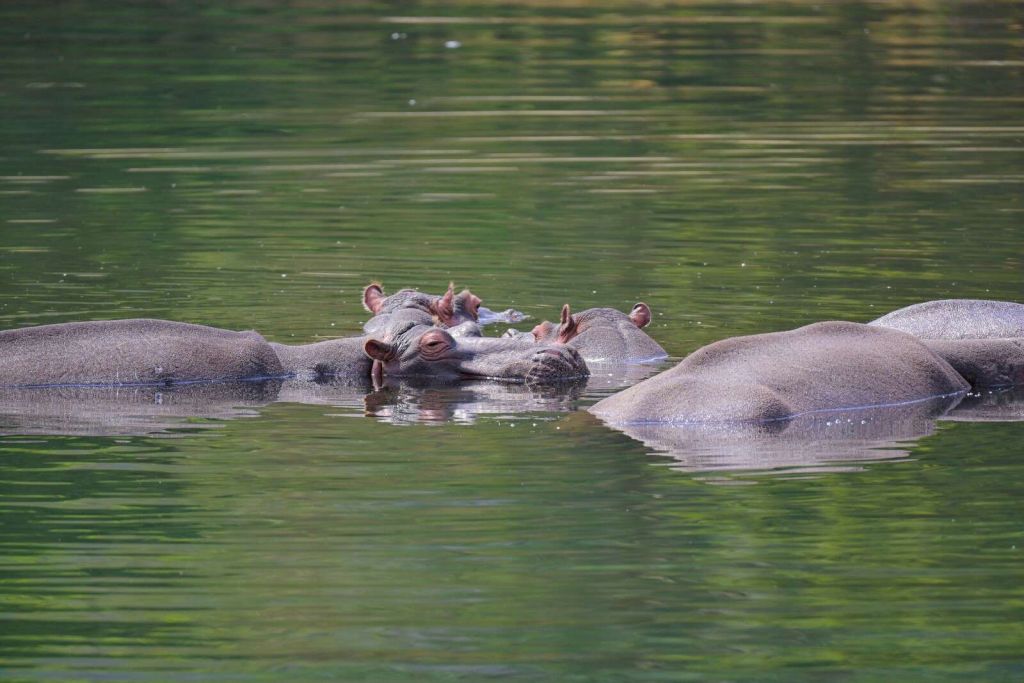 Flusspferde in ruhiger Wasserlandschaft