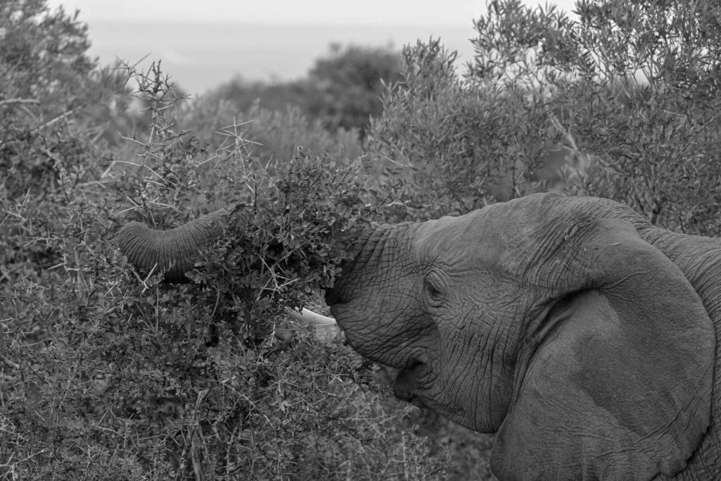 Schwarz-weißer Elefant in den Büschen