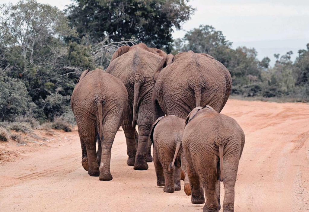 Elefantenfamilie auf dem Savannenpfad