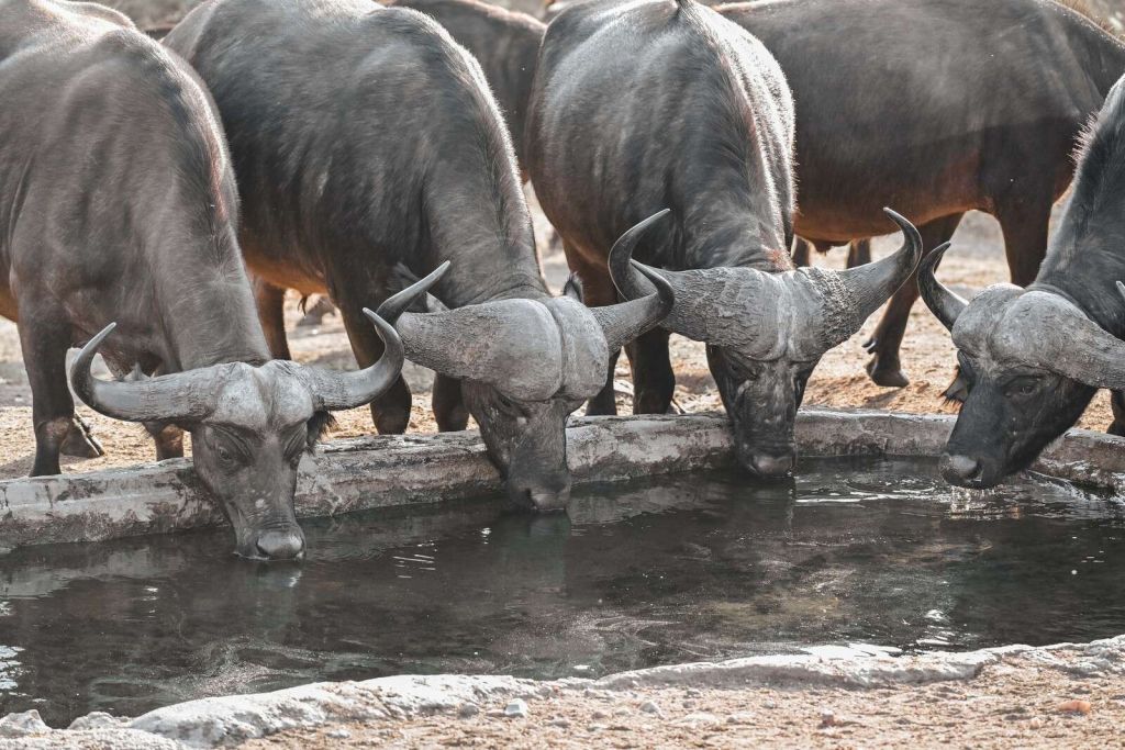 Afrikanische Büffel bei Wasserloch