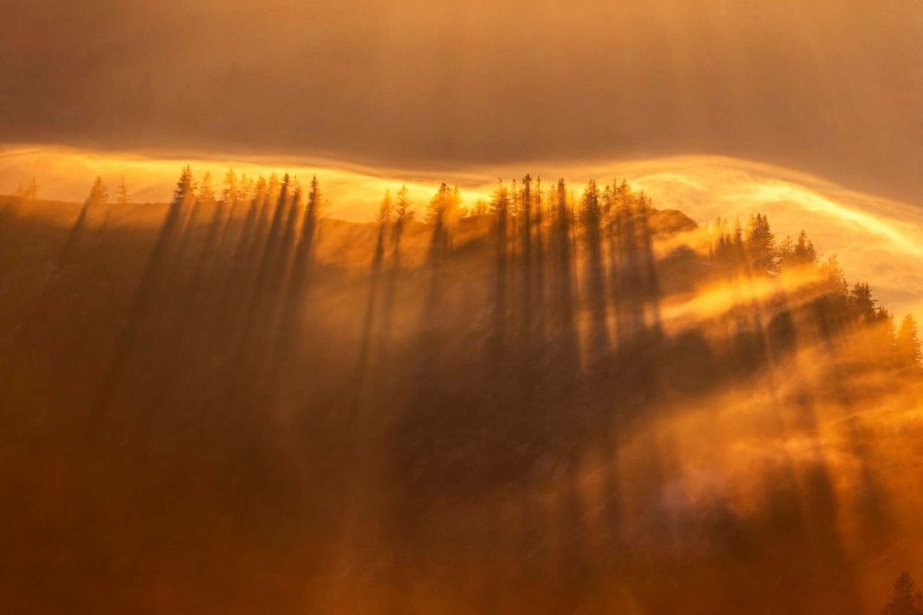 Goldener Nebel √ºber dem Kiefernwald