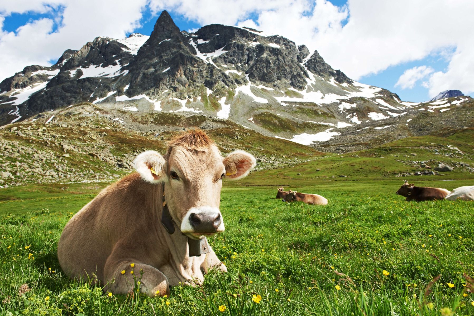 Österreichische Kuh