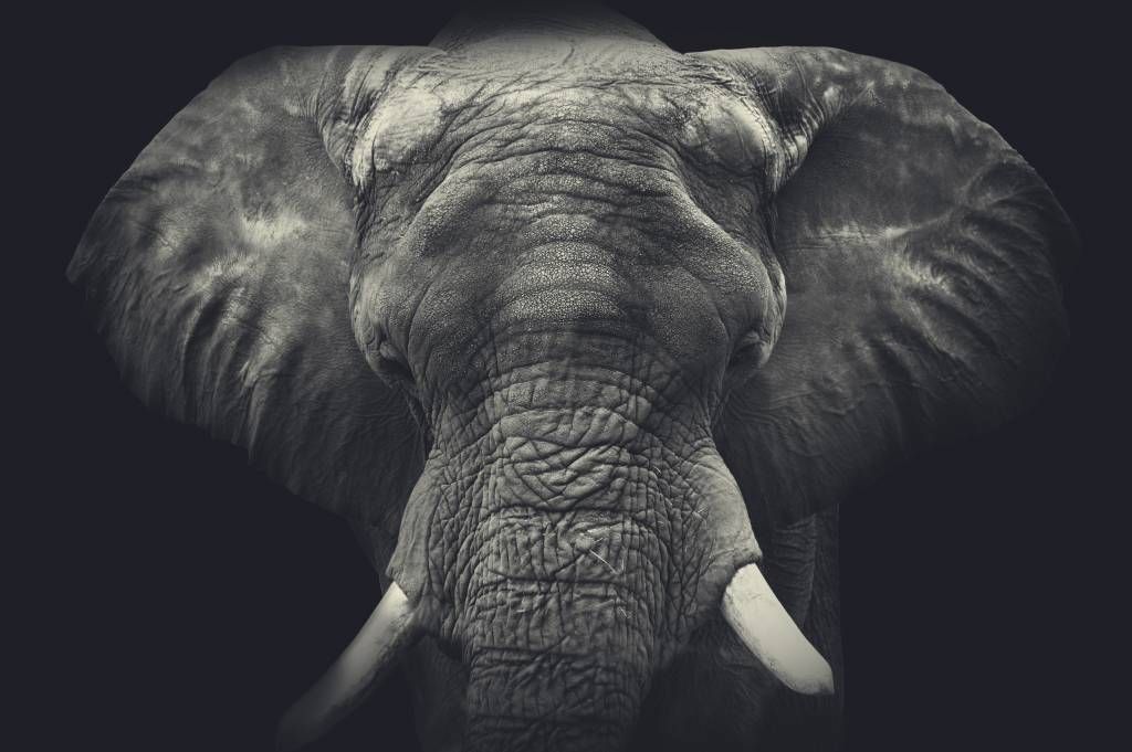 Elefant-Nahaufnahme