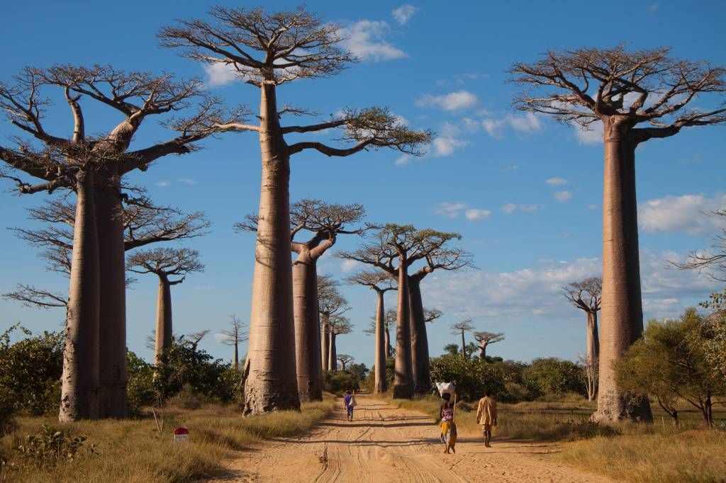 Baobab-Bäume