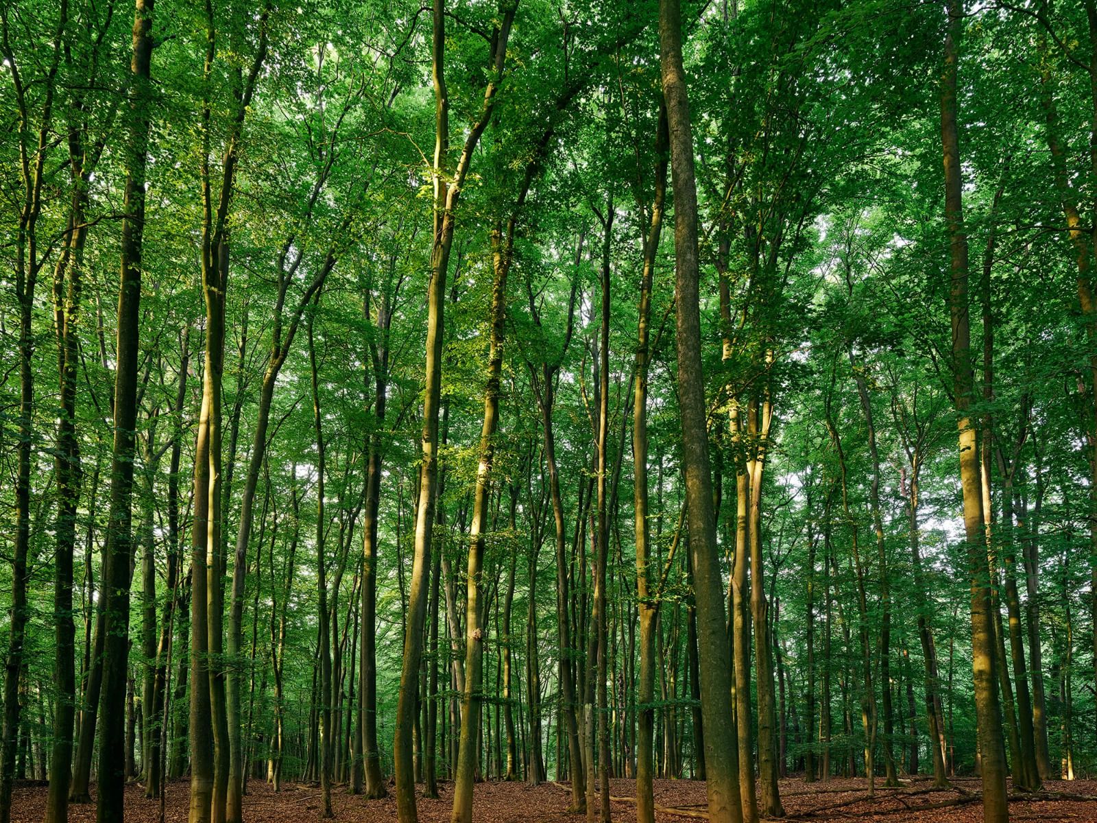 Grüner Wald - Wallexclusive