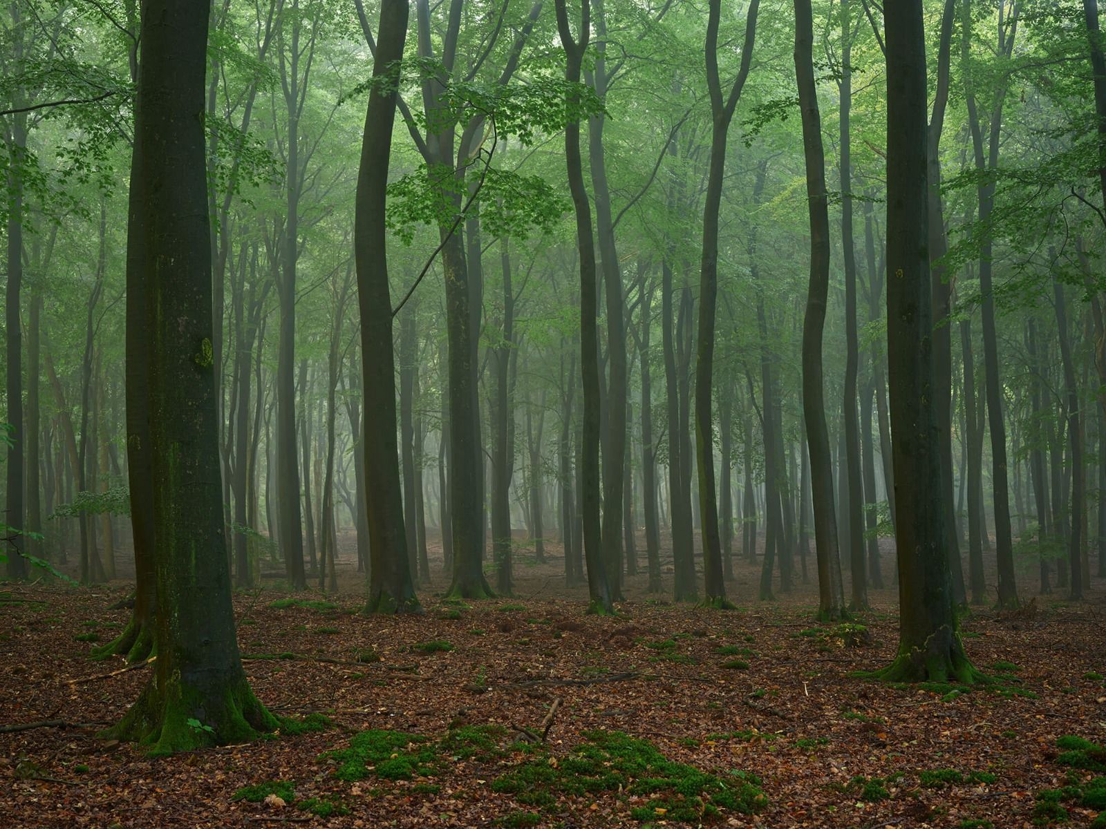 Nebel im Wald
