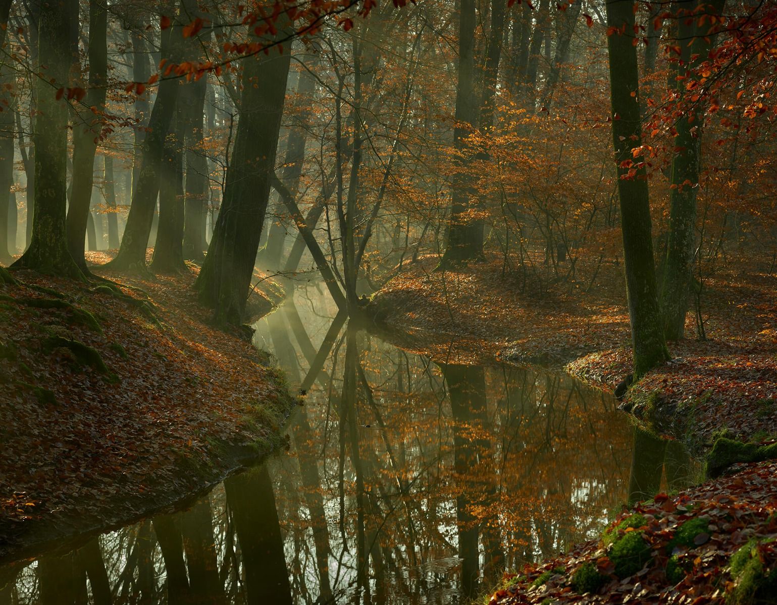 Fluss durch den Wald