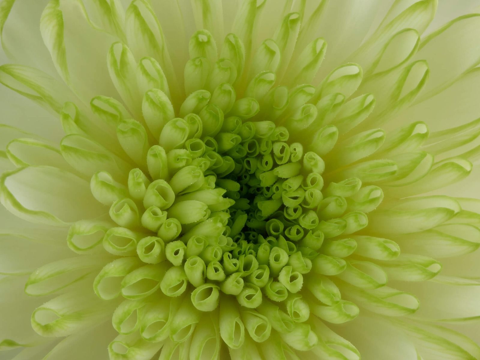 Blume in Nahaufnahme