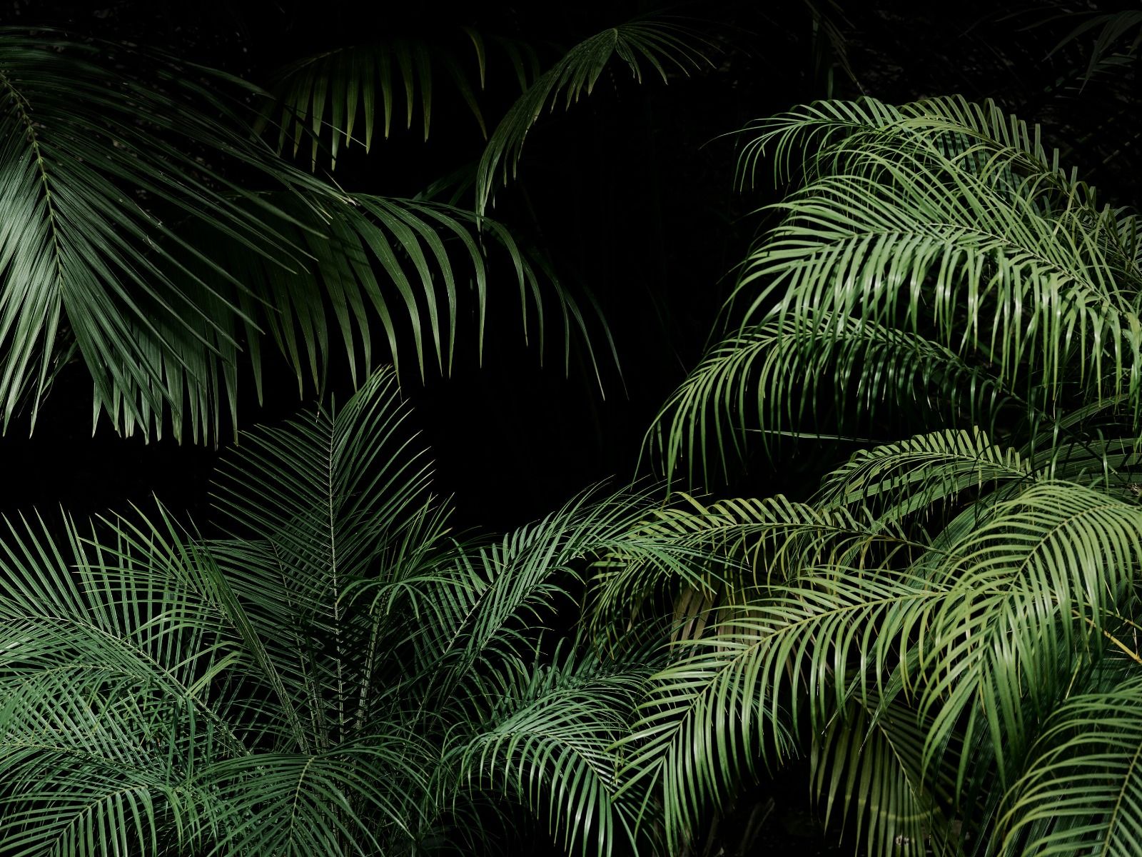 Pflanze mit grünen Blättern